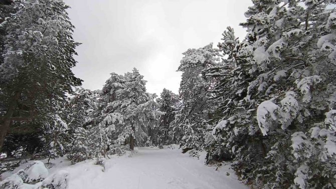 Çam Ağaçları Kara Büründü, Ortaya Kartpostallık Görüntüler Çıktı