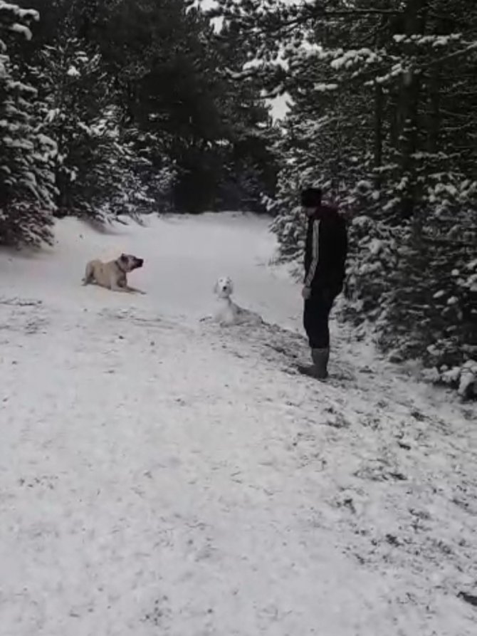 Kangal Sahibinin Yaptığı Kardan Köpeği Kıskandı