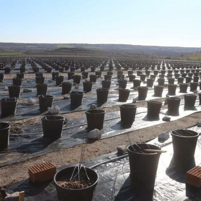 Topraksız Tarım Uygulamaları Artıyor