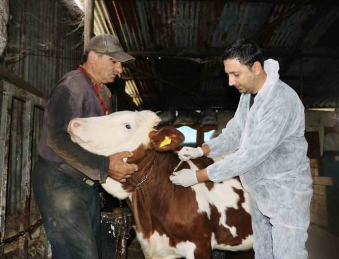 Körfez’de Hayvan Üreticilerine Müjde: Aşı Ve Küpeleme 2023’te De Sürecek