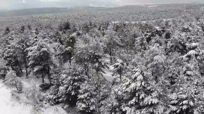 Çam Ağaçları Kara Büründü, Ortaya Kartpostallık Görüntüler Çıktı