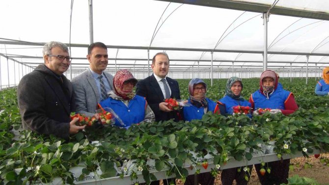 Vali Pehlivan, İşçilerle Birlikte Hasat Yaptı