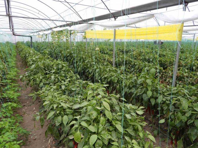 Azı Şifa Fazlası Zarar: Samandağ Biberinin Faydaları Saymakla Bitmiyor