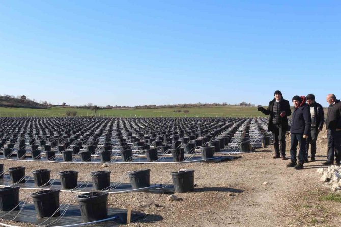 Topraksız Tarım Uygulamaları Artıyor