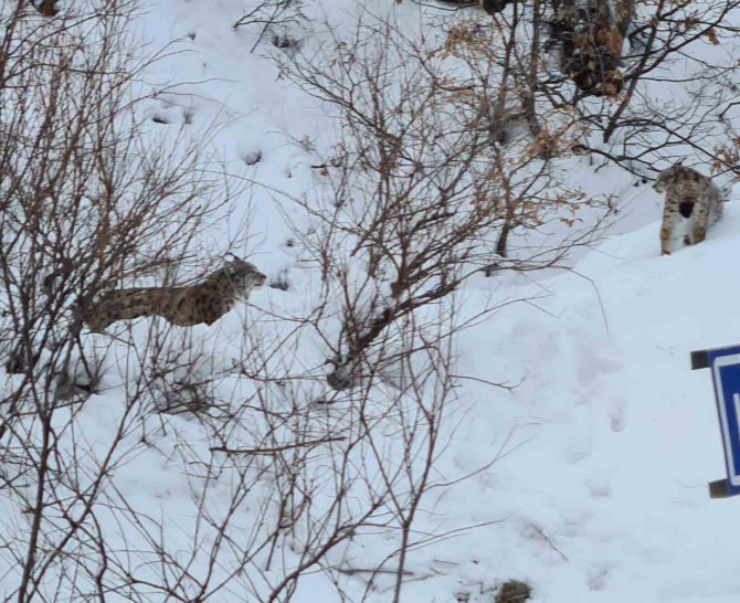 Tunceli’de Kırmızı Listede Bulunan 2 Vaşak Görüntülendi