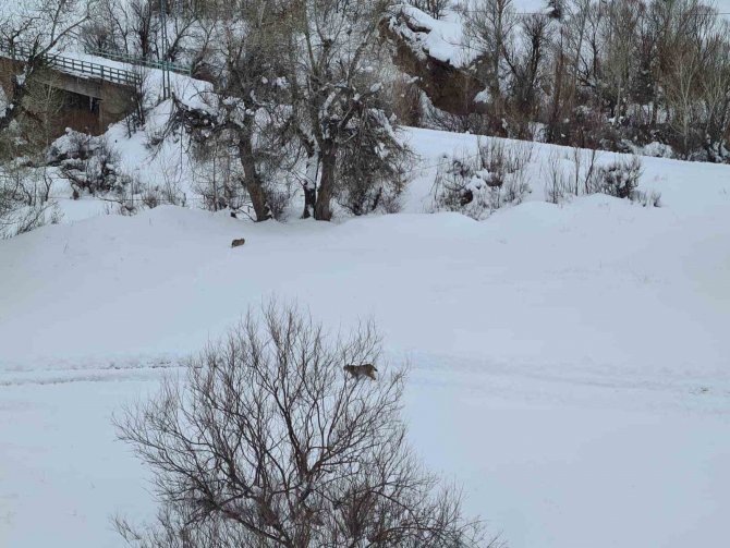Tunceli’de Kırmızı Listede Bulunan 2 Vaşak Görüntülendi