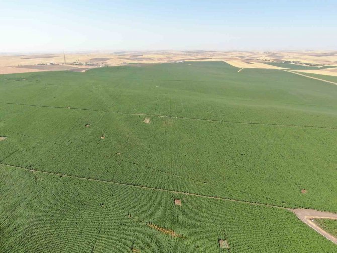 Diyarbakır Tarımı Çığır Açtı: 813 Tane Tesis Kuruldu, 452 Milyon Tl Karşılıksız Hibe Aktarıldı