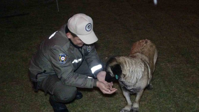 Uşak Polisi Yağmurlu Havada Sokak Canlılarını Unutmadı