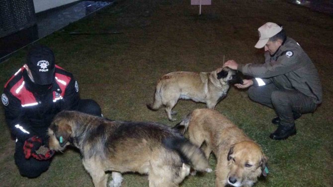 Uşak Polisi Yağmurlu Havada Sokak Canlılarını Unutmadı