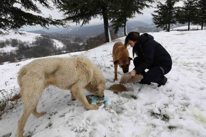 Yalova Belediyesi’nden Sokak Hayvanlarına Yem