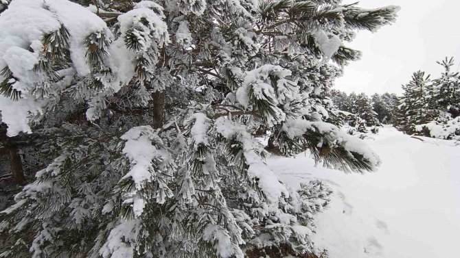 Çam Ağaçları Kara Büründü, Ortaya Kartpostallık Görüntüler Çıktı