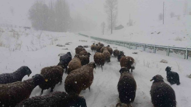 Bingöl’de Besicilerin Zorlu Kış Şartlarıyla Mücadelesi