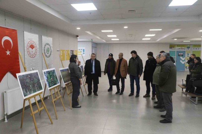 Yaralı Ve Mühre Ördekler Özgürlüklerine Kavuştu