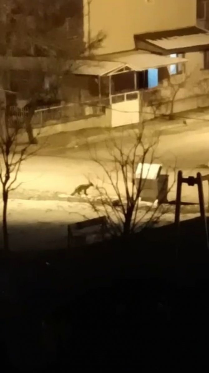 Elazığ’da Aç Kalan Kurt Ve Tilki Şehir Merkezine İndi