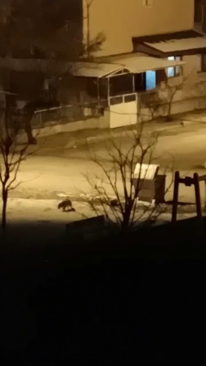 Elazığ’da Aç Kalan Kurt Ve Tilki Şehir Merkezine İndi