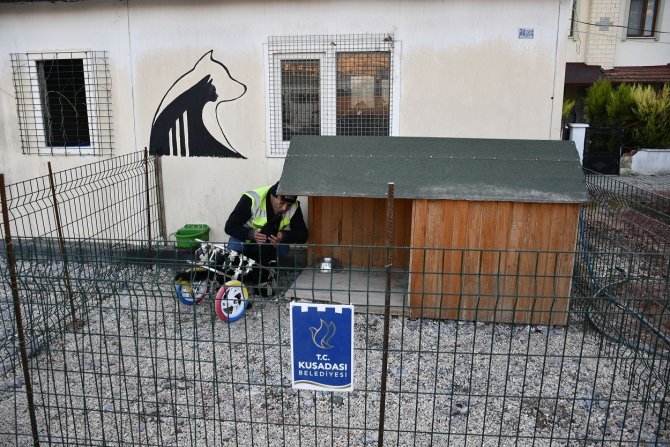 Felçli Köpek ’Karam’ İlgi Ve Sevgiyle Yeniden Yürümeye Başladı