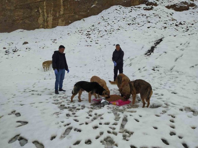 Hakkari’de Başıboş Köpeklere Yiyecek Bırakıldı
