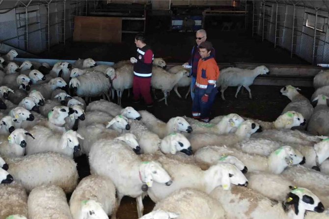 Çiçek Hastalığından 150 Tanesi Telef Olmuştu: Karantinaya Alınan 12 Bin Küçükbaş Hayvan Aşılanıyor