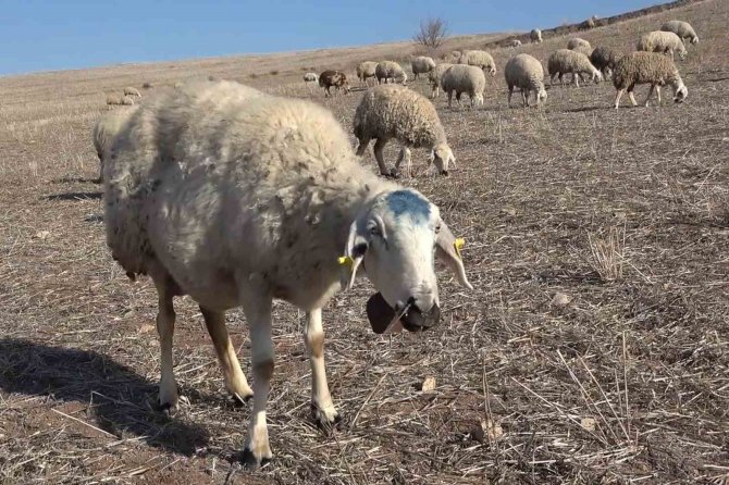 Çiçek Hastalığından 150 Tanesi Telef Olmuştu: Karantinaya Alınan 12 Bin Küçükbaş Hayvan Aşılanıyor
