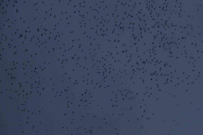 Kırıkkale’de Sığırcık Kuşlarından Görsel Şölen
