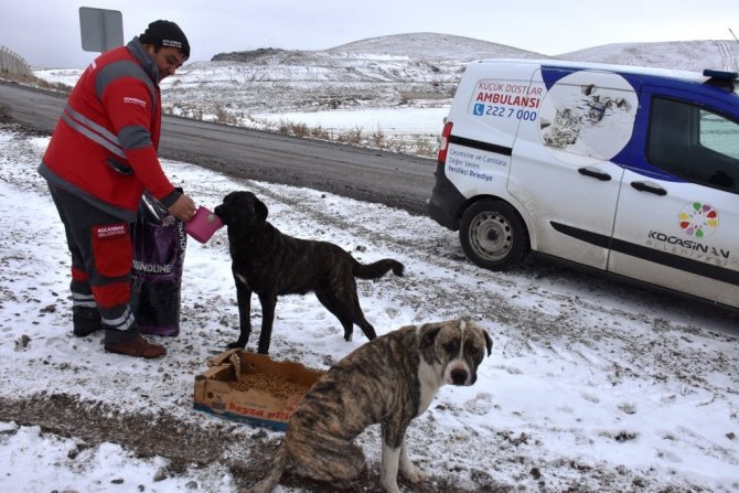 Kocasinan’dan Soğuk Havada Sokak Hayvanları İ̇çin Yemleme Çalışması