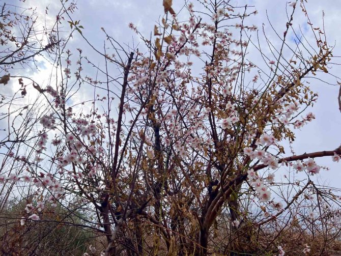 Mardin’de Kış Ortasında Çiçek Açan Ağaçlar Şaşırttı