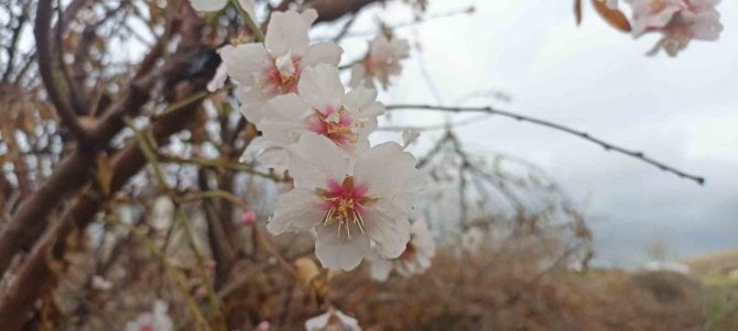Mardin’de Kış Ortasında Çiçek Açan Ağaçlar Şaşırttı