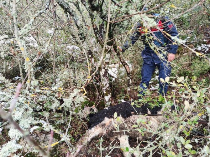 7 Büyükbaş Hayvanını Kaybeden Vatandaşın Yardımına Jandarma Yetişti