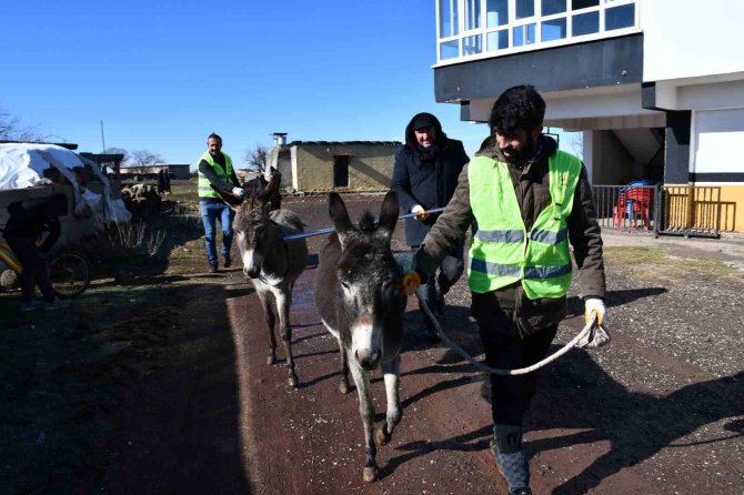 Siverek’te Başıboş Eşekler Toplanıyor