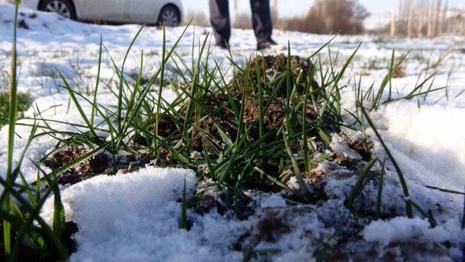 Kar Yağışı Hububat Üreticilerini Umutlandırdı