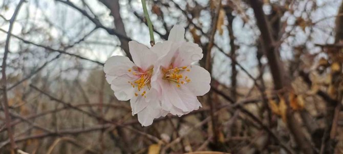 Mardin’de Kış Ortasında Çiçek Açan Ağaçlar Şaşırttı