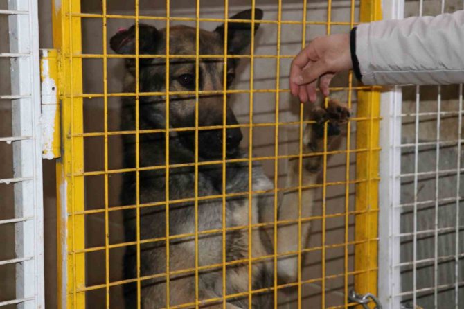 9 Yaşındaki Emir Mete’nin Ölümüne Neden Olan Köpek Barınakta Tutuluyor