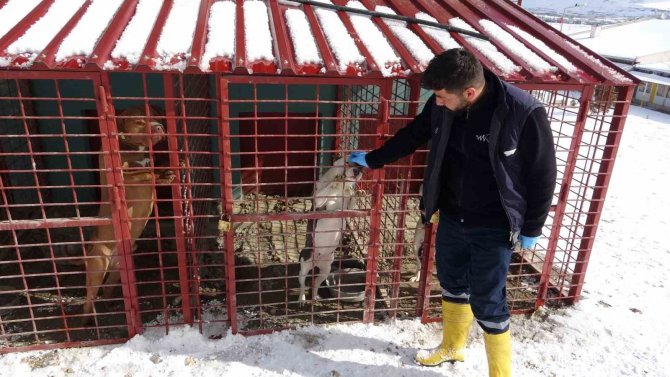 9 Yaşındaki Emir Mete’nin Ölümüne Neden Olan Köpek Barınakta Tutuluyor