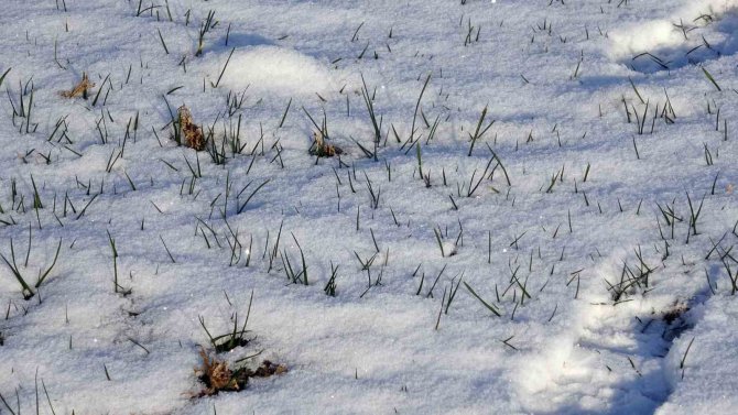 Kar Yağışı Hububat Üreticilerini Umutlandırdı