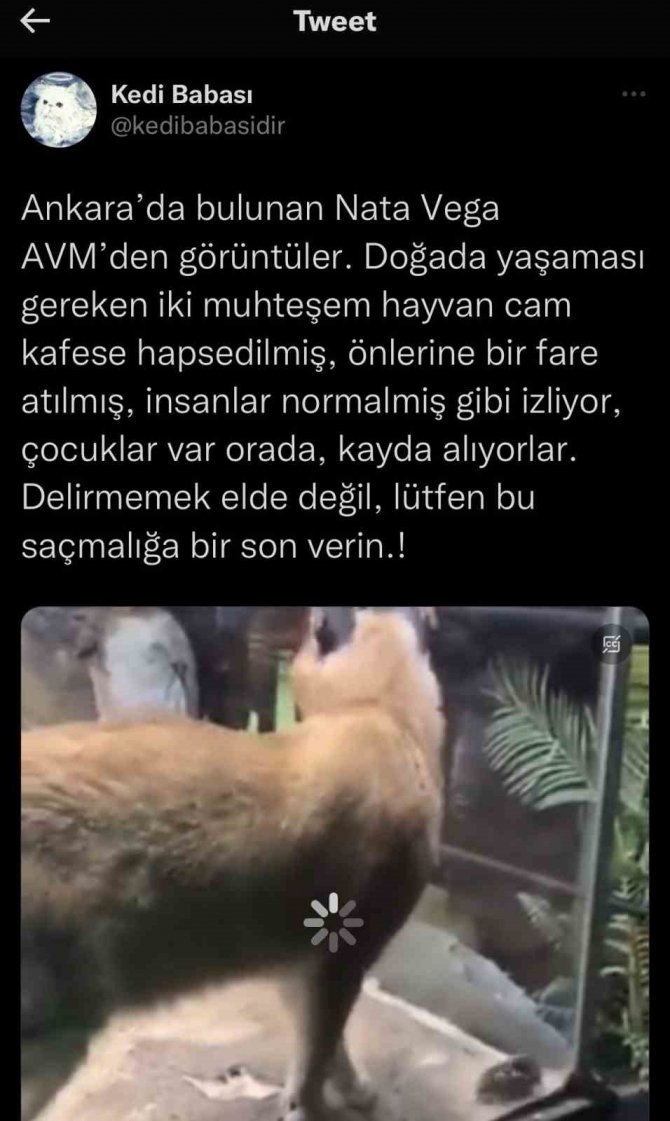 Ankara’da Avm’de ‘Karakulak’ Sergilenmesi Vatandaştan Tepki Topladı