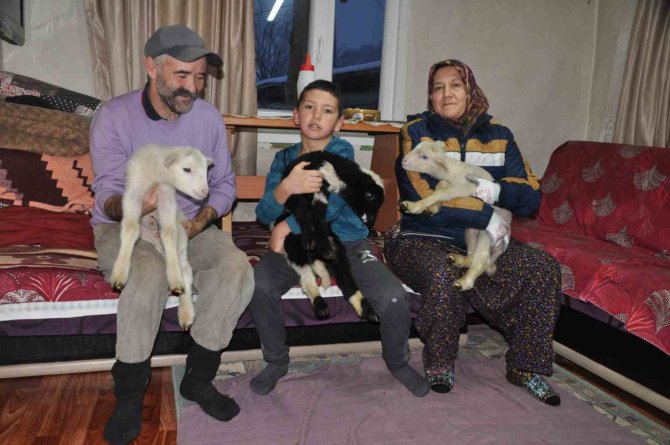 Yeni Doğan Kuzular Donmasın Diye Evde Bakıyorlar