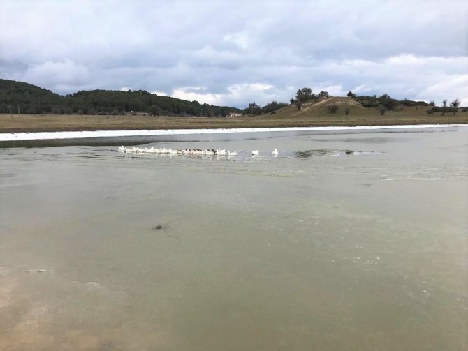 Kısmen Buz Tutan Gölün Keyfini Kazlar Çıkardı