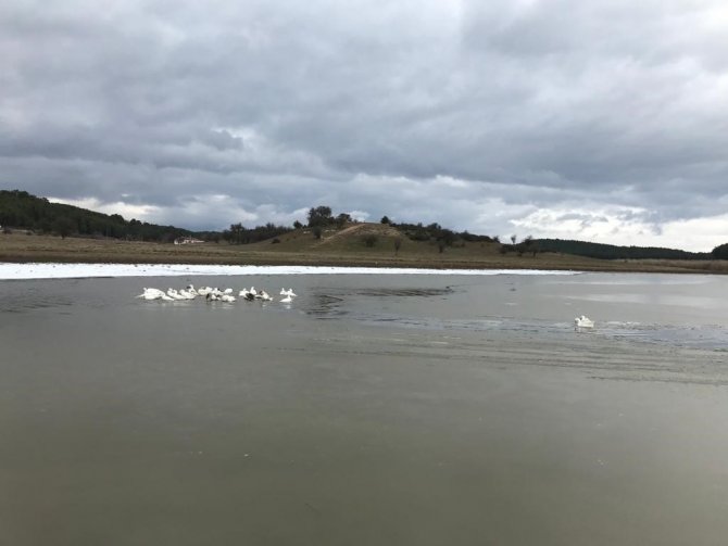 Kısmen Buz Tutan Gölün Keyfini Kazlar Çıkardı