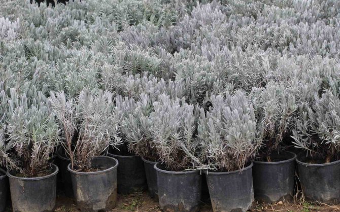 Ziraat Mühendisi Tekeş: "Fidan Ve Meyve Ağaçları Dikimi İçin En Uygun Dönemdeyiz"