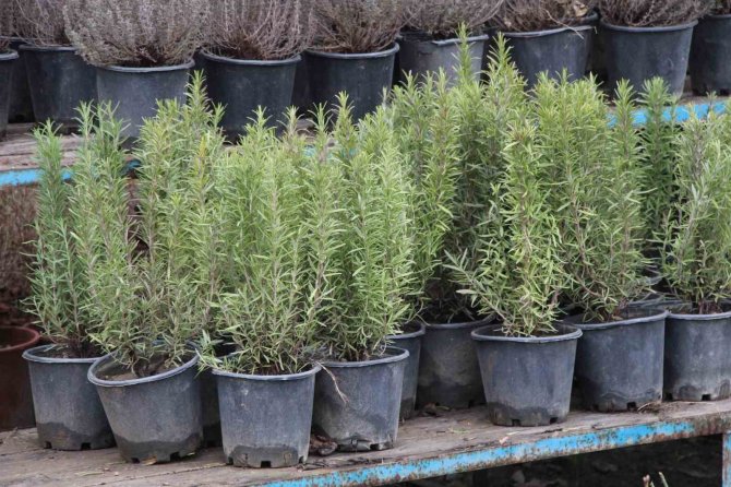 Ziraat Mühendisi Tekeş: "Fidan Ve Meyve Ağaçları Dikimi İçin En Uygun Dönemdeyiz"