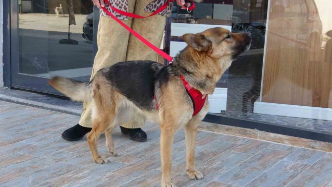 Hatay’da Yaralanan Köpek, 6 Ay Süren Tedavisinin Ardından Sağlığına Kavuştu
