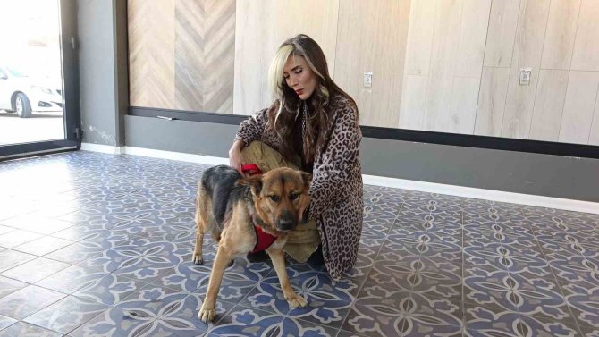 Hatay’da Yaralanan Köpek, 6 Ay Süren Tedavisinin Ardından Sağlığına Kavuştu