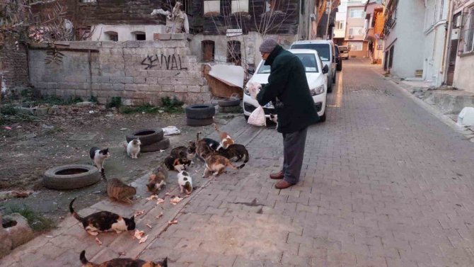 Tekirdağ’da Kedi Sokağı