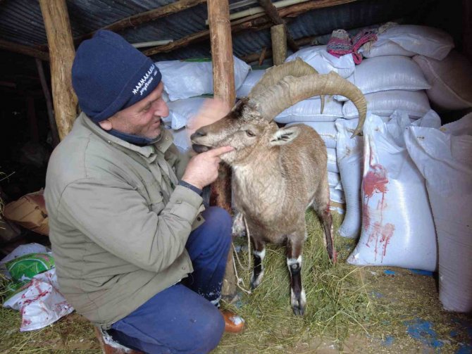 Köpeklerin Saldırısından Kurtardığı Yaban Keçisini Sevmeye Doyamadı