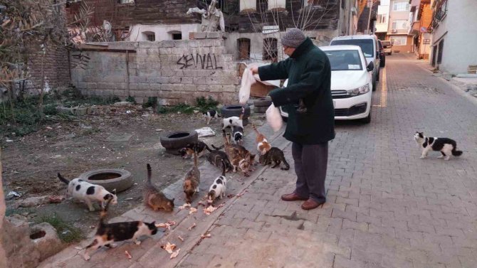 Tekirdağ’da Kedi Sokağı