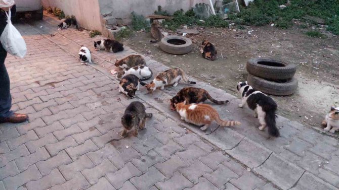 Tekirdağ’da Kedi Sokağı