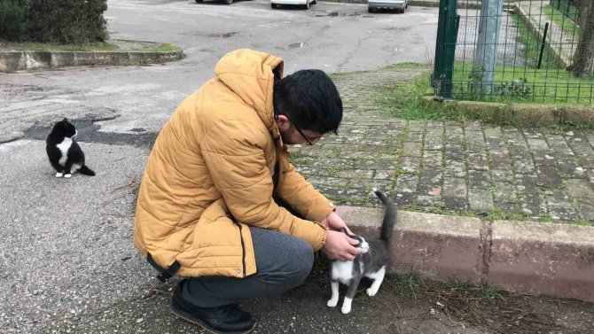 Kimyasal Maddeye Bulaşan Kedinin Yaralı Hali Yürekleri Burktu
