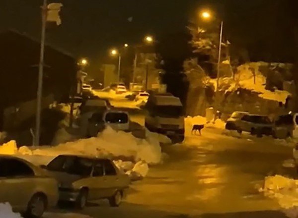 Aç Kalan Kurt İlçe Merkezine İndi