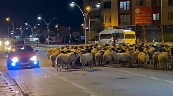 Edremit’te Koyun Sürüsü Bulvarı Kapattı