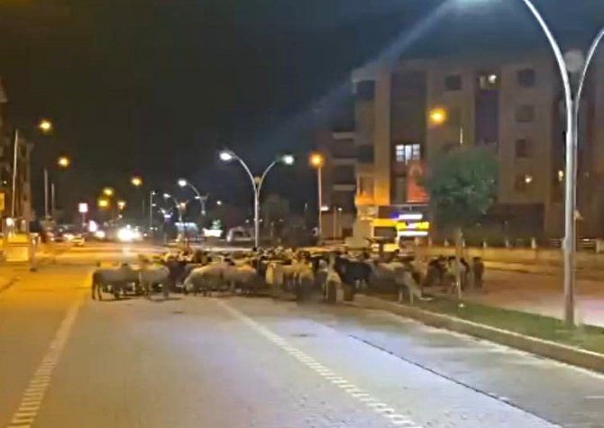 Edremit’te Koyun Sürüsü Bulvarı Kapattı